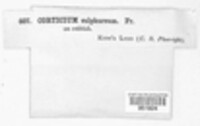 Phlebiella sulphurea image